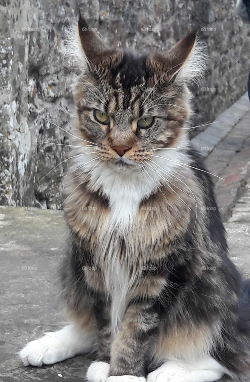 A tabby cat with attitude and character