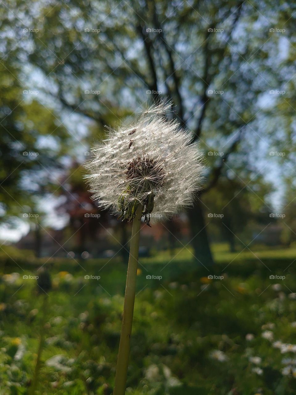 Dandelion