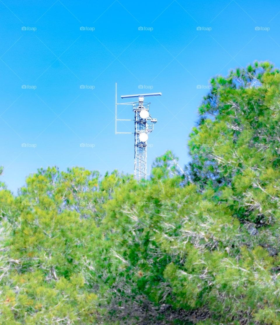 White Tower over pine trees