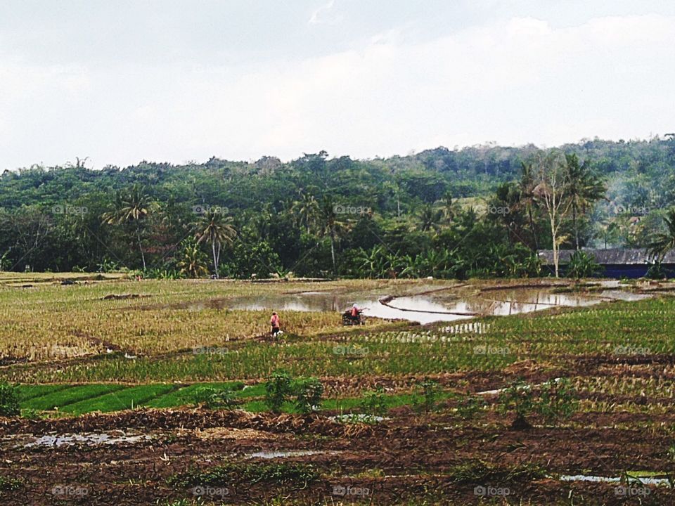 View of rice fields and farmers plowing