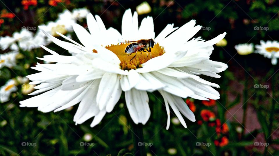 Chamomile and a bee