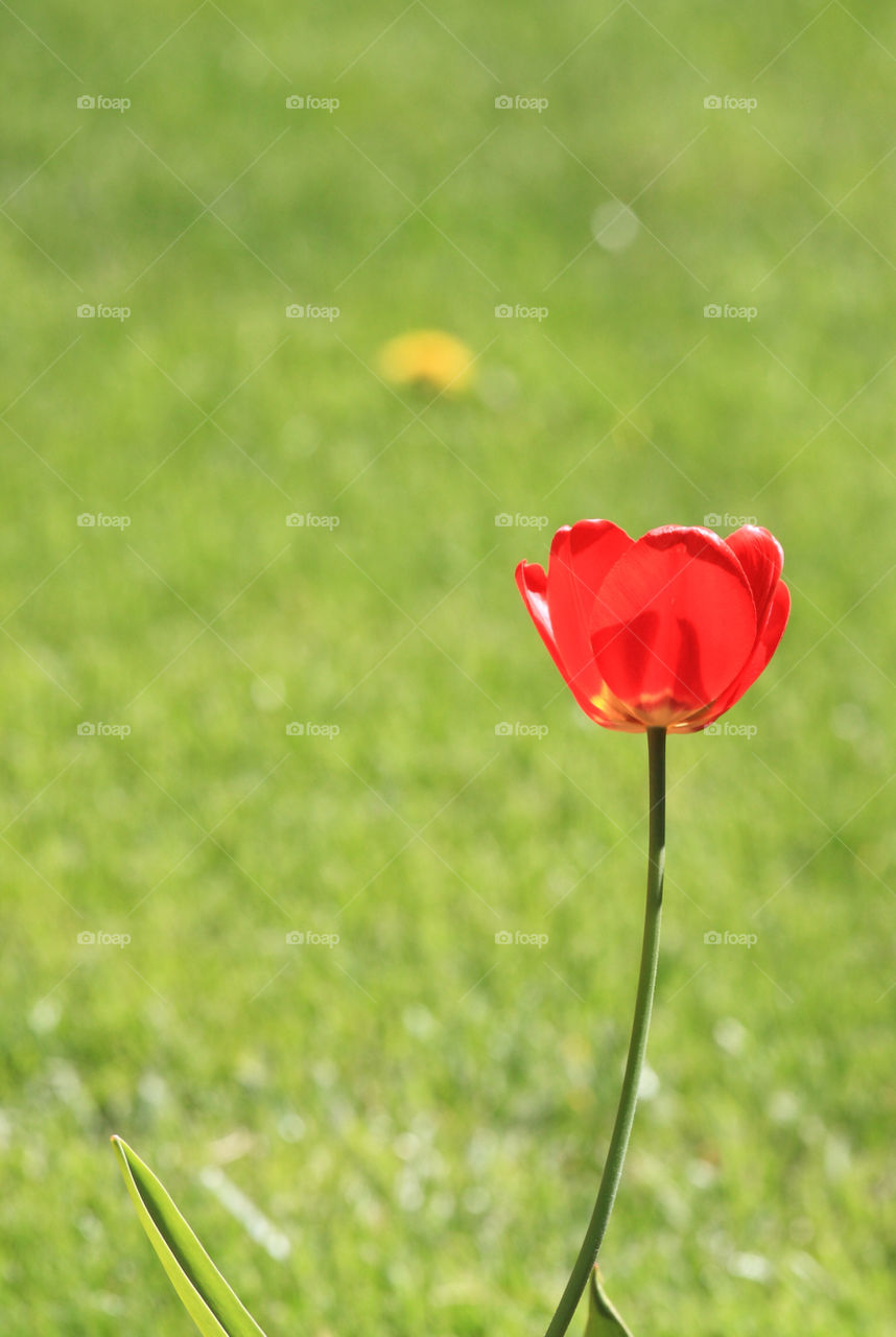 field red grass tulip by delvec