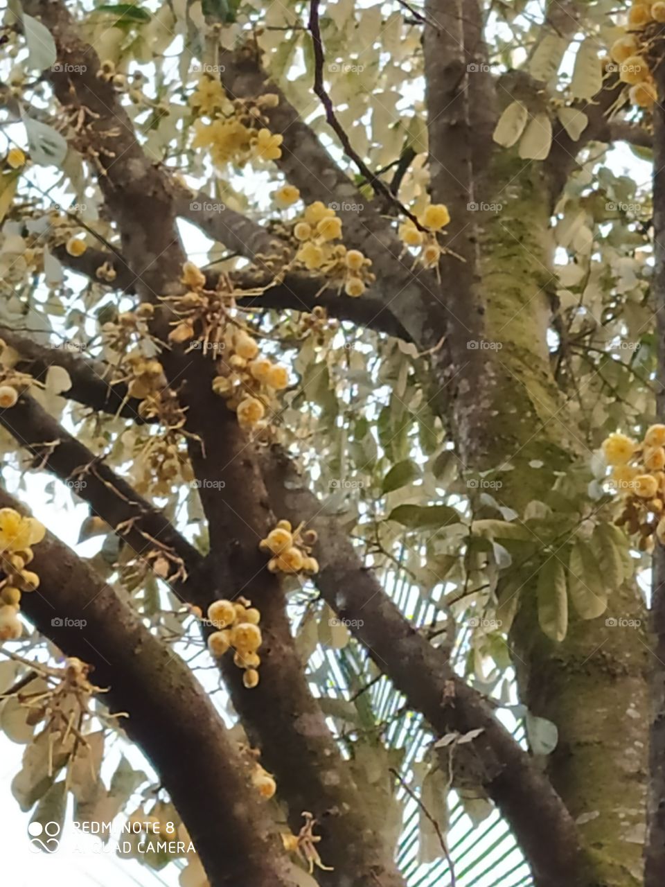 Beautiful tree & flowers