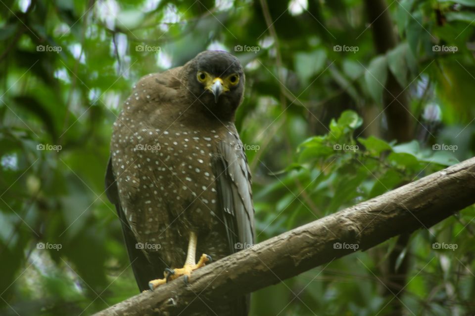 Andaman Dark Serpent Eagle