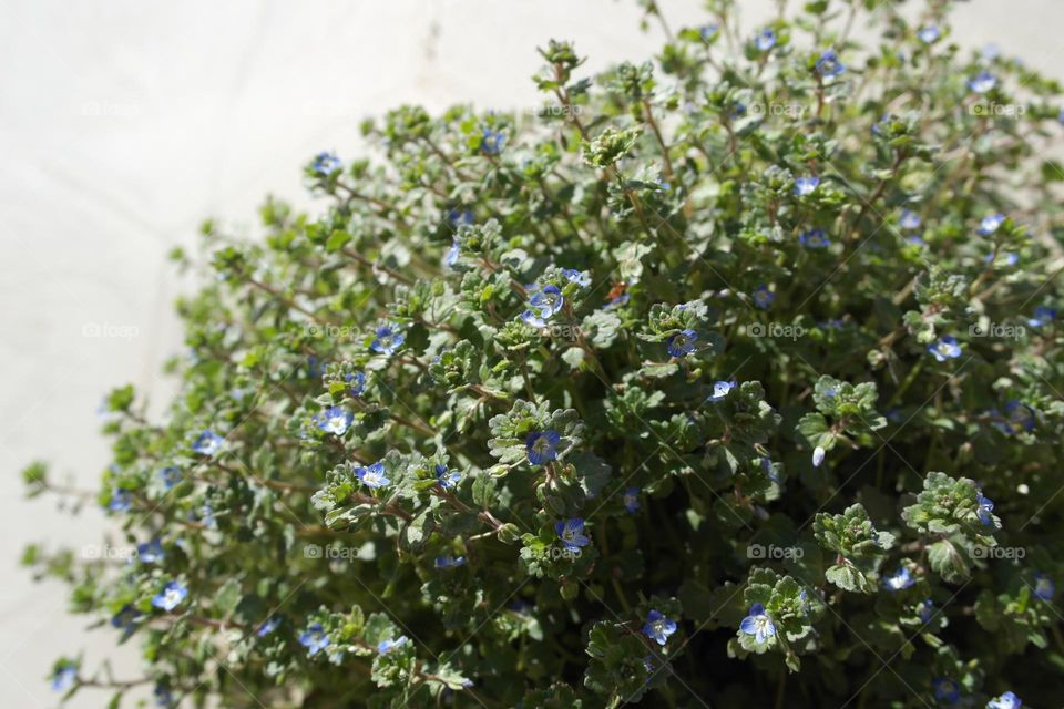 Early spring flowers 