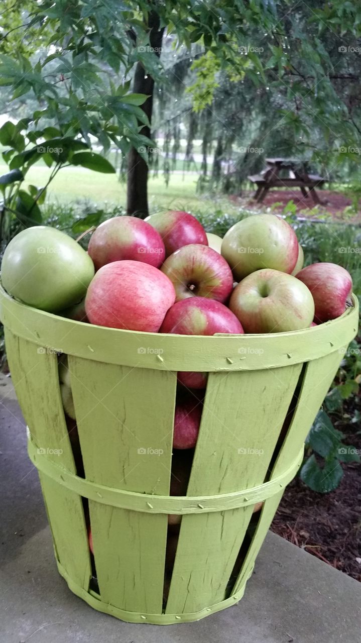 orchard harvest