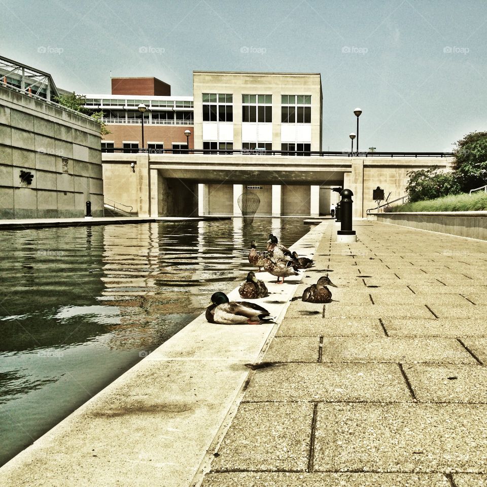 Ducks in Indianapolis