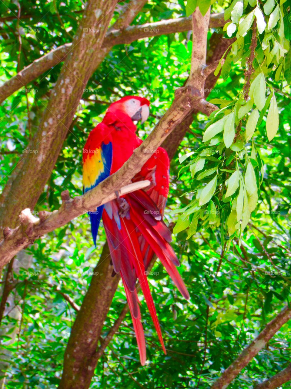 Macaw
