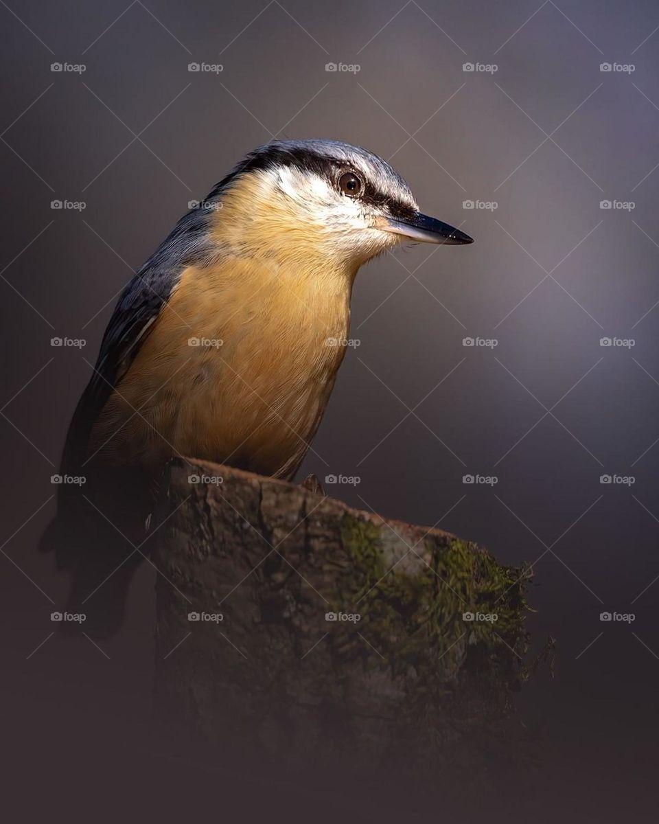 Eurasian nuthatch