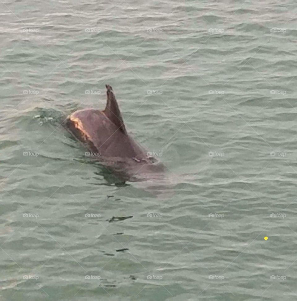 dolphin