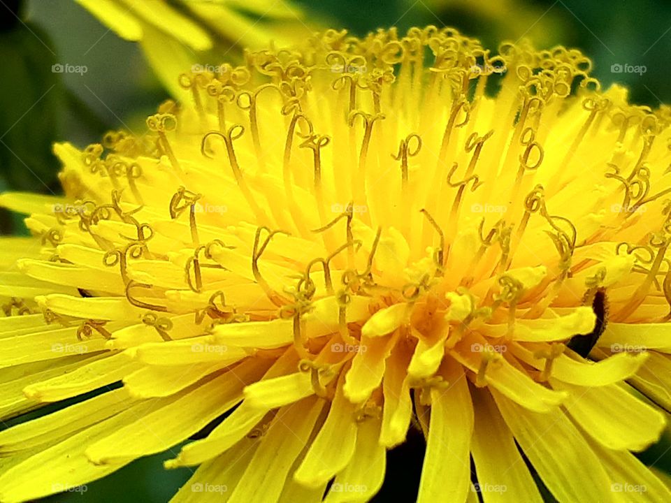 Dandelion (maslačak)
