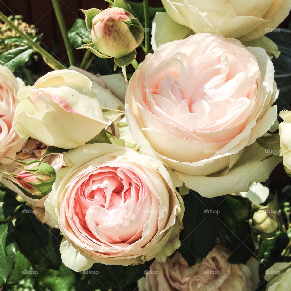 pale pink roses