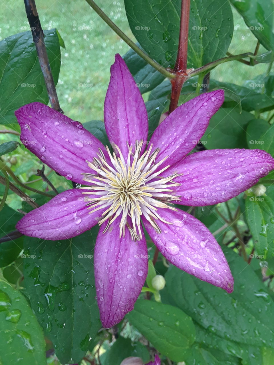 purple clematis with green background