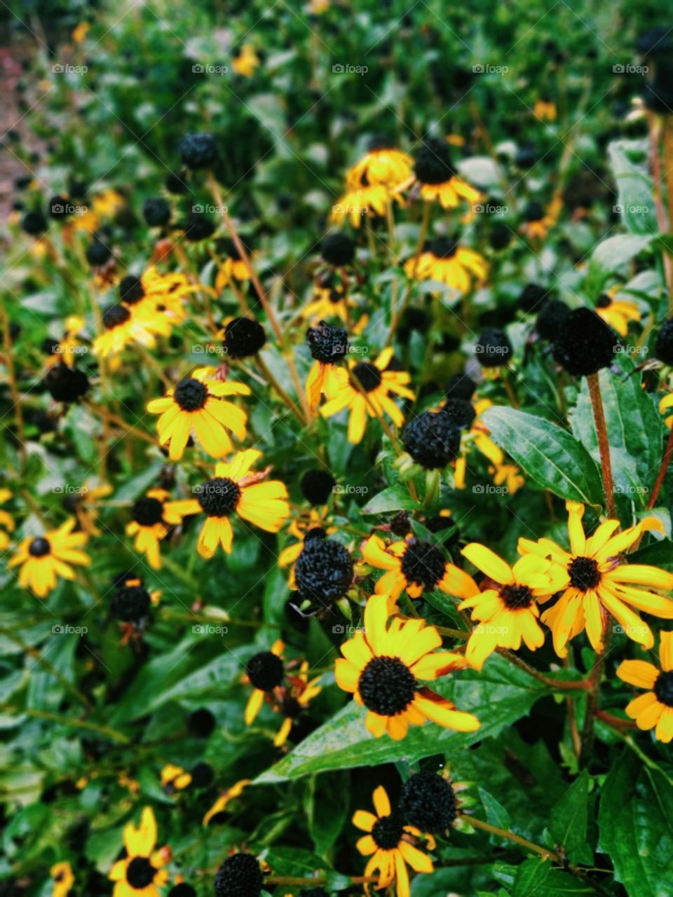 Black makes radiance known.