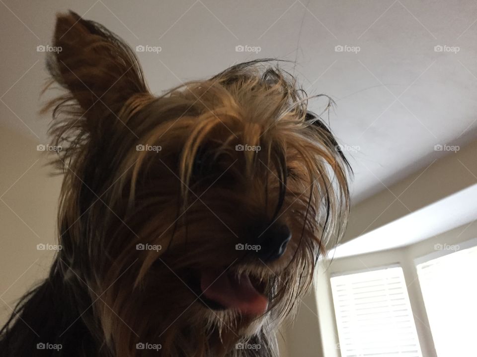 Eppie The 8 month old Yorkie Puppy