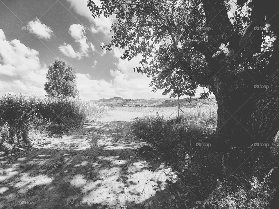 black and white, tree and mountain