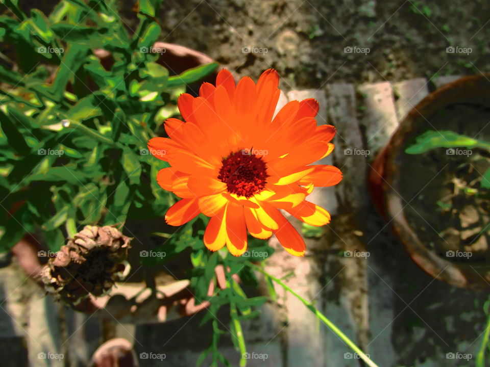 beautiful flowers Calendula officinalis, the pot marigold, ruddles, common marigold or Scotch marigold, is a plant in the genus Calendula of the family Asteraceae.