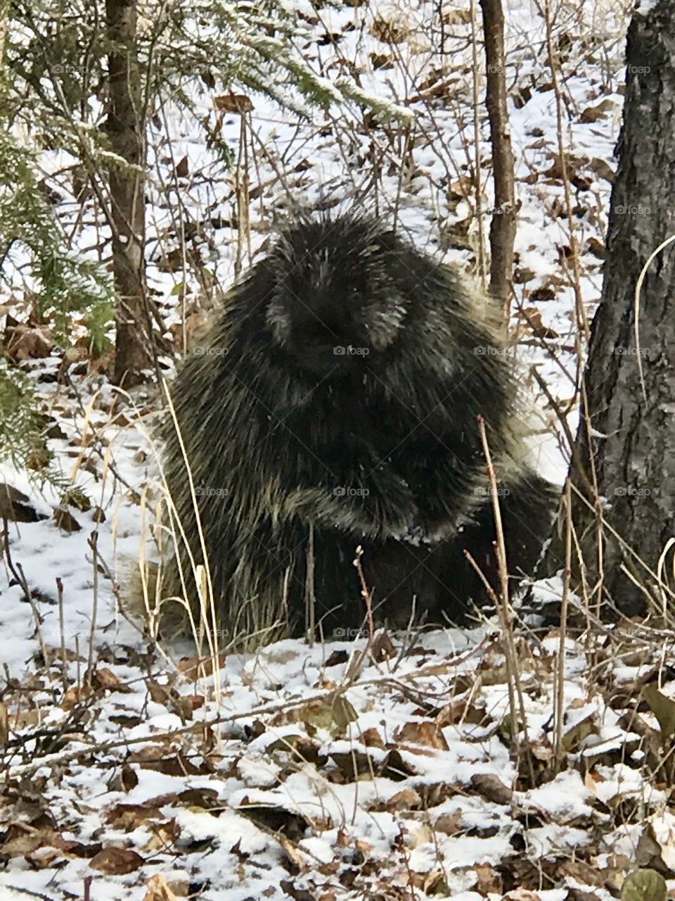 1st Cabin visitor - plump porcupine!