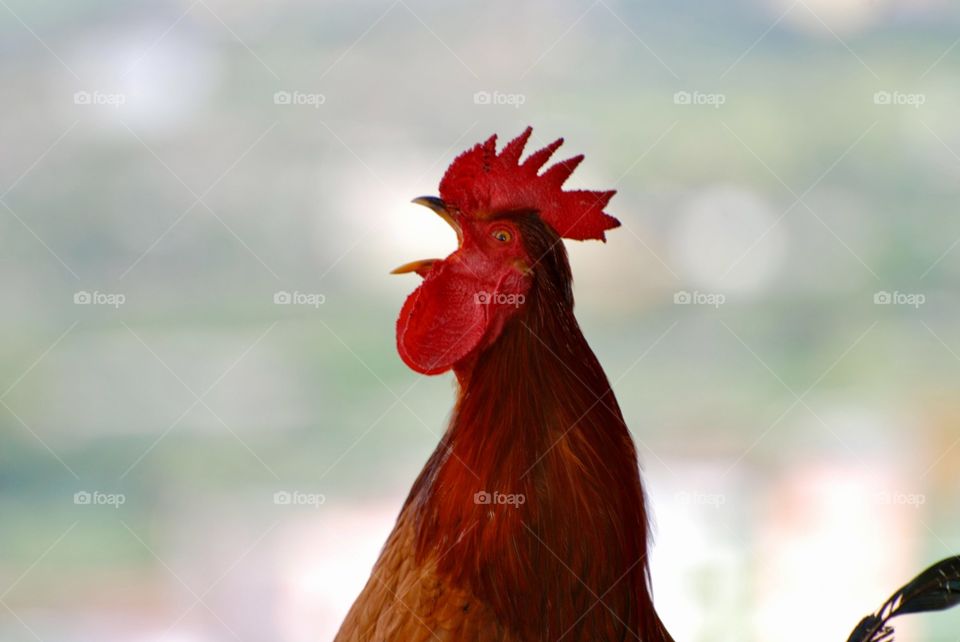 crowing rooster