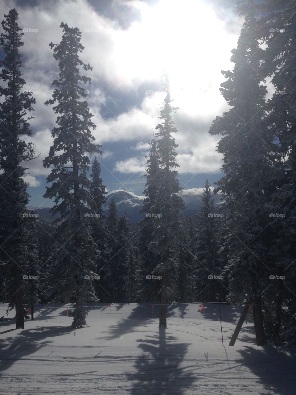 Snow, Winter, Wood, Tree, No Person