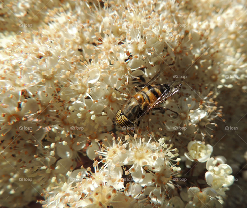 A bee fly takes full advantage of an explosion of spring flowers