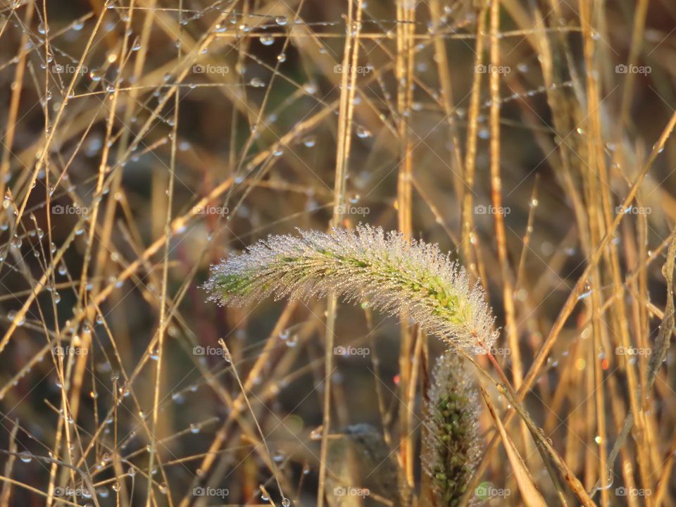 At the autumn dawn