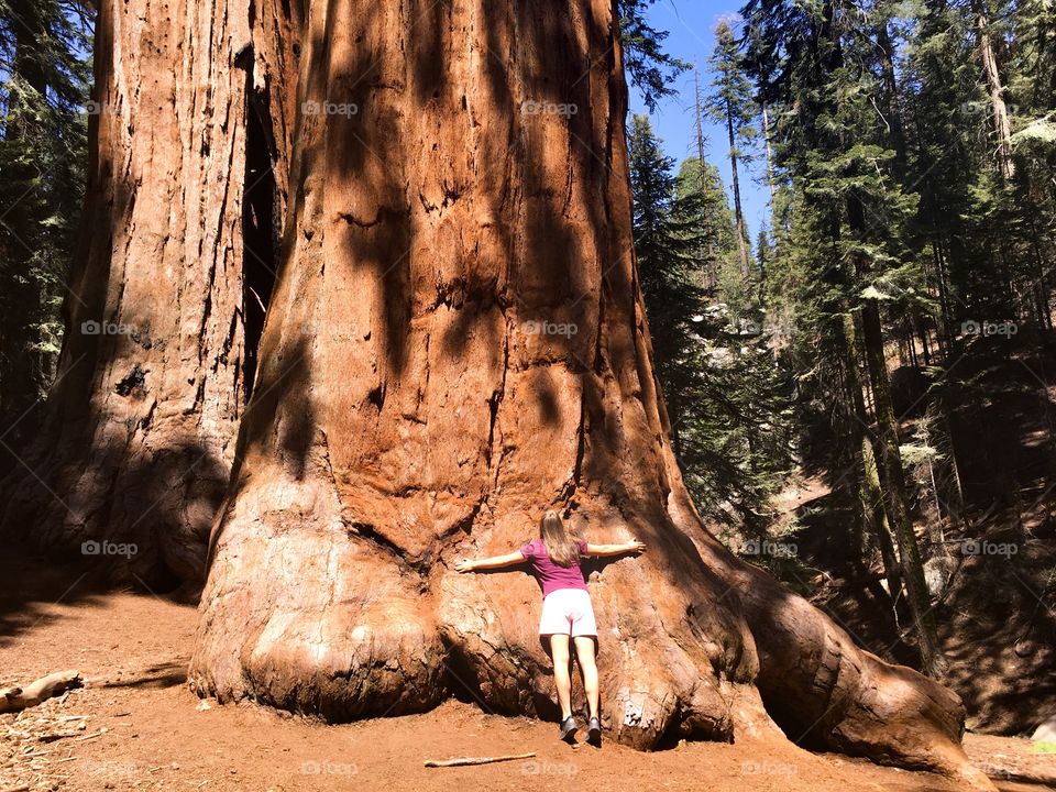 Sequoia love