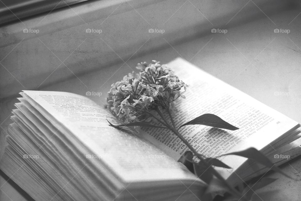 book with lilacs on the window