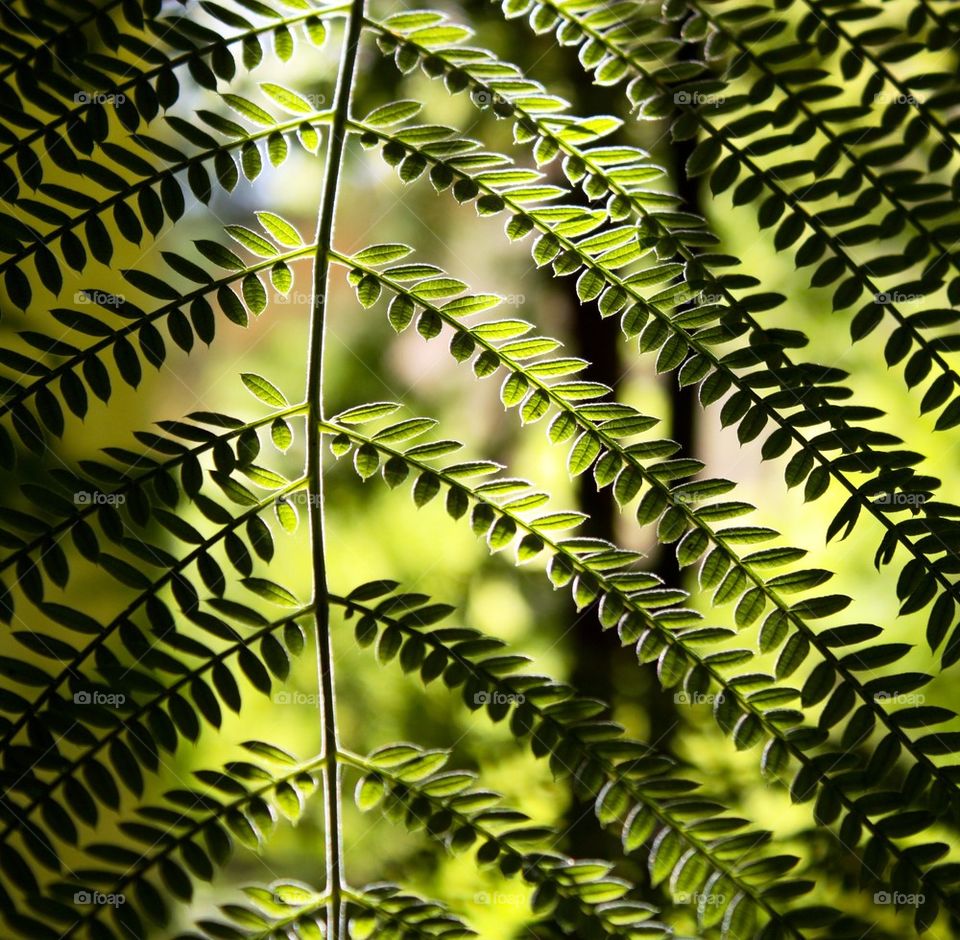 Extreme close up of fern