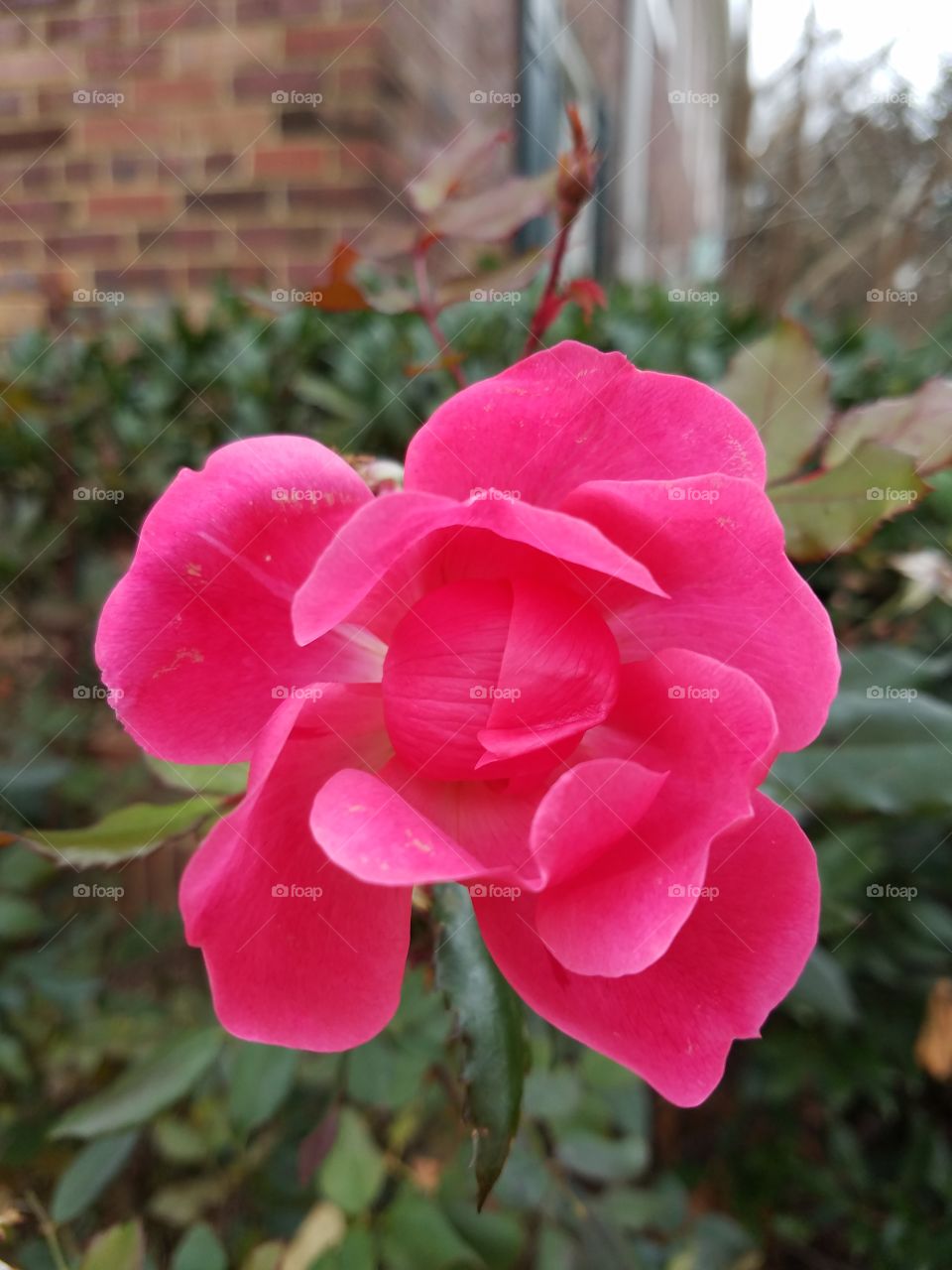 dark pink rose in bloom