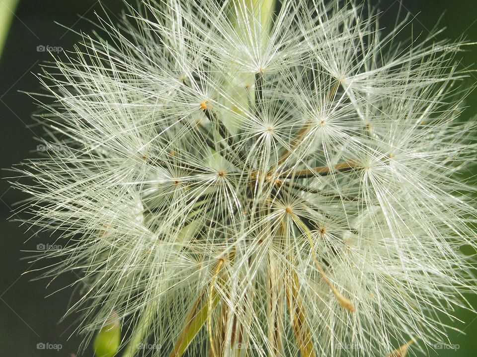 dandelion