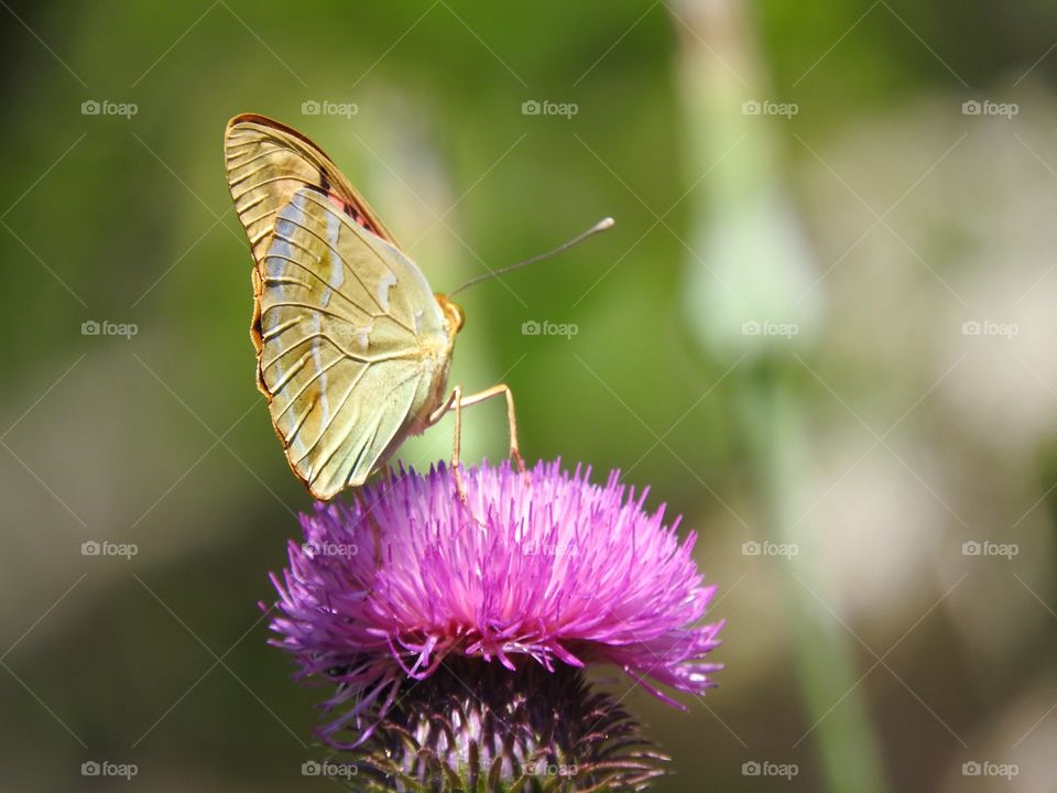 Butterfly on a flower