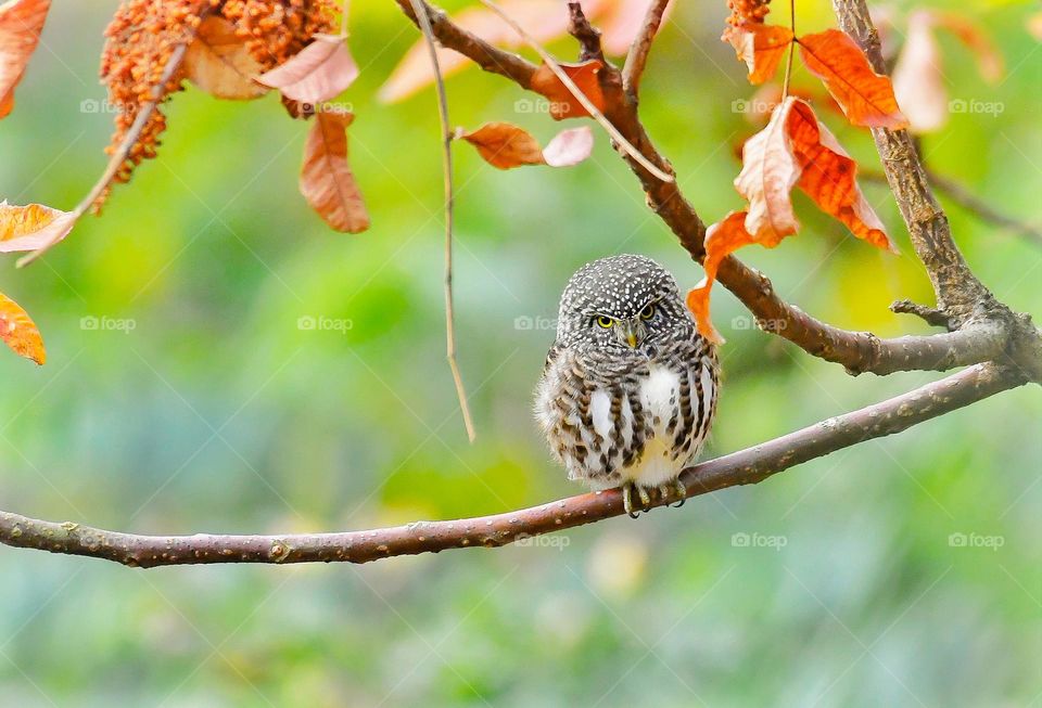 Beautiful and cute bird