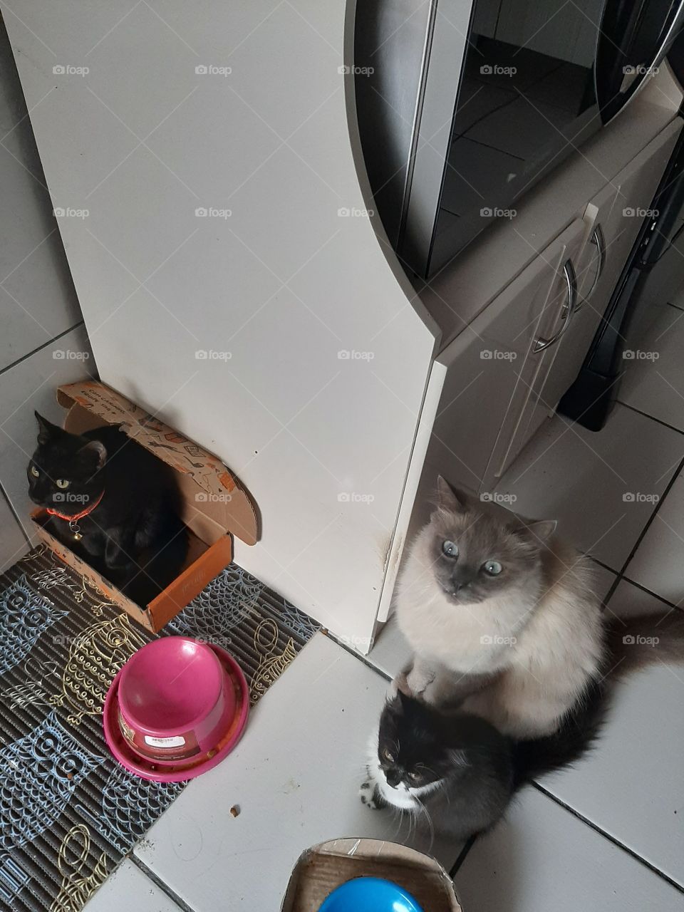 Gatinhos fofos.