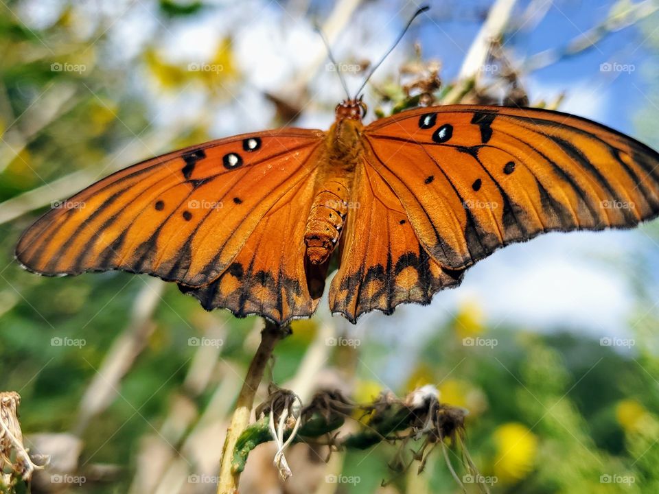 Beautiful closeup up of a orange gulf fritillary butterfly with its wings spread out with yellow common sunflowers in the background.