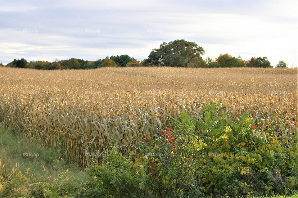 Corn Field - A Field of Corn