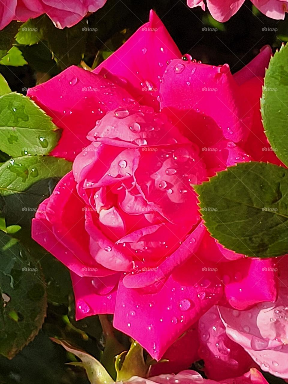 Raindrops on a flower