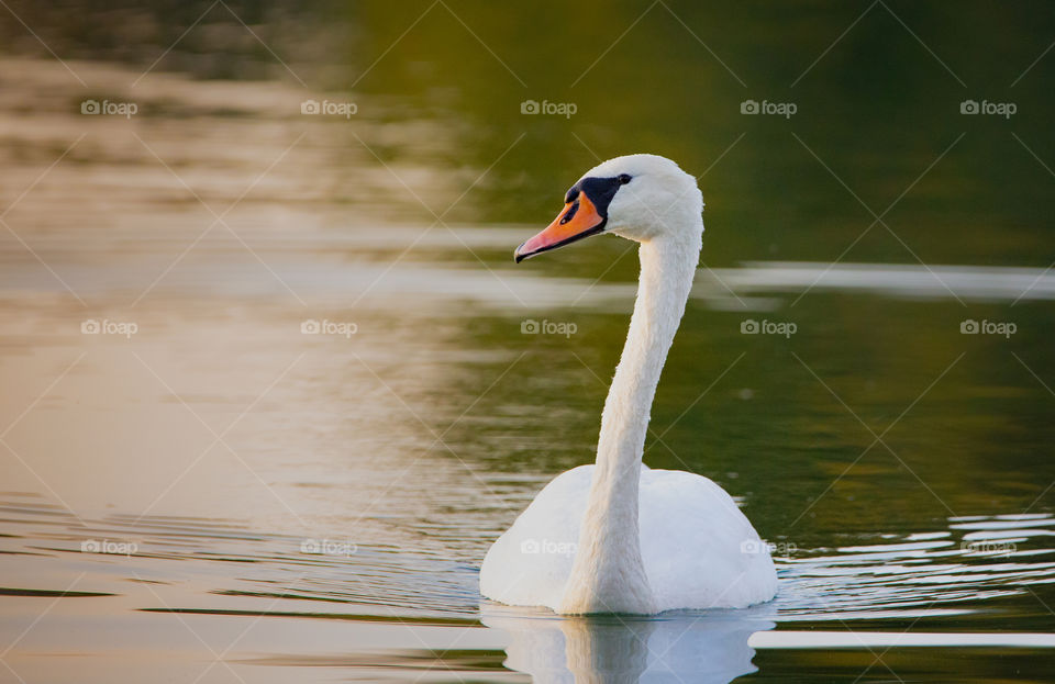 Lone mute swan