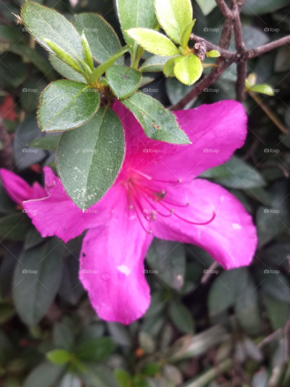 Pink Flower and water drops