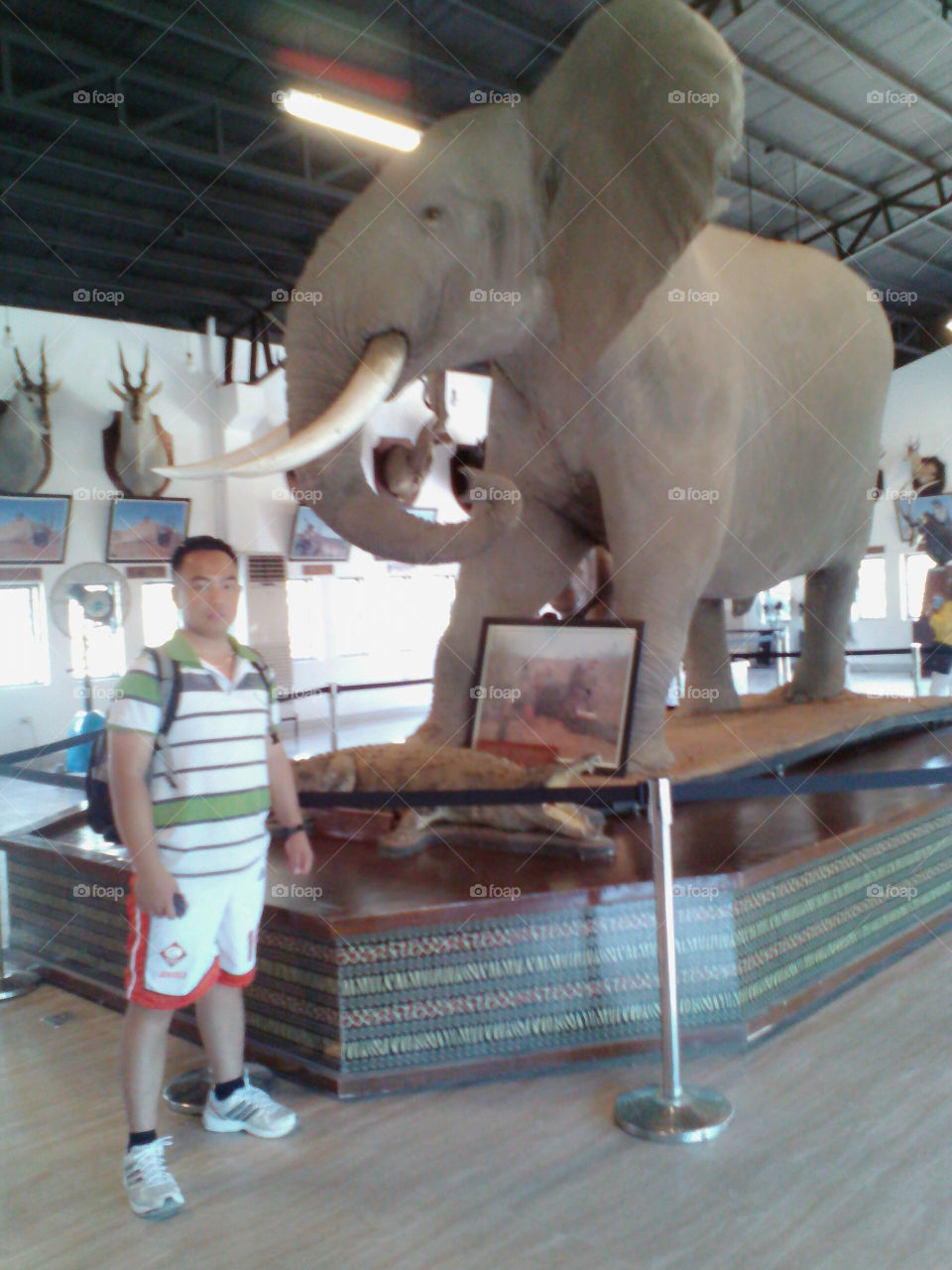 a one of the animal display at the baluarte vigan, launion, Philippines.