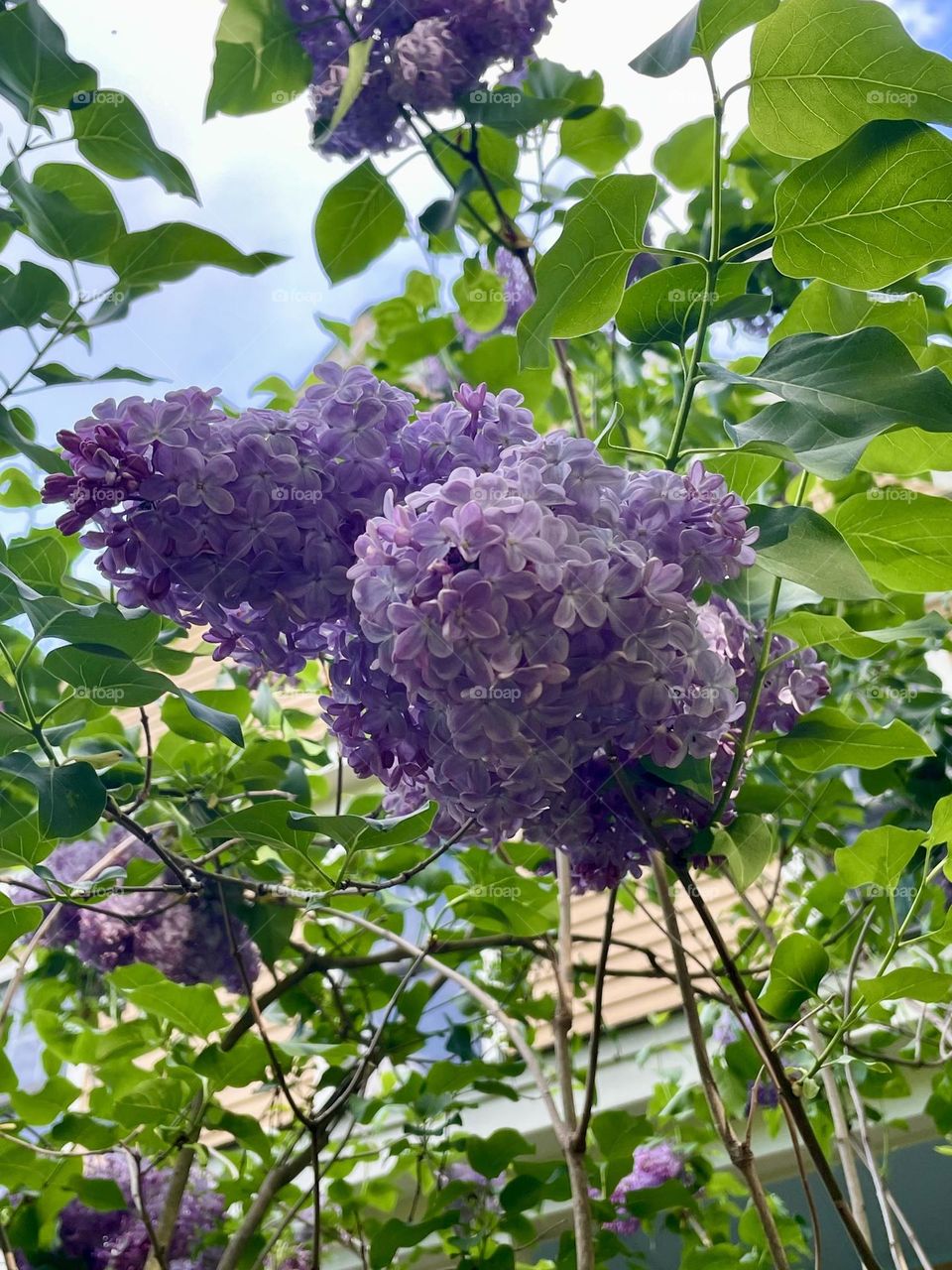 A fully bloomed lilac tree has its branches heavy filled with soft purple blossoms. The delicate flowers, create a beautiful contrast against the lush green foliage.