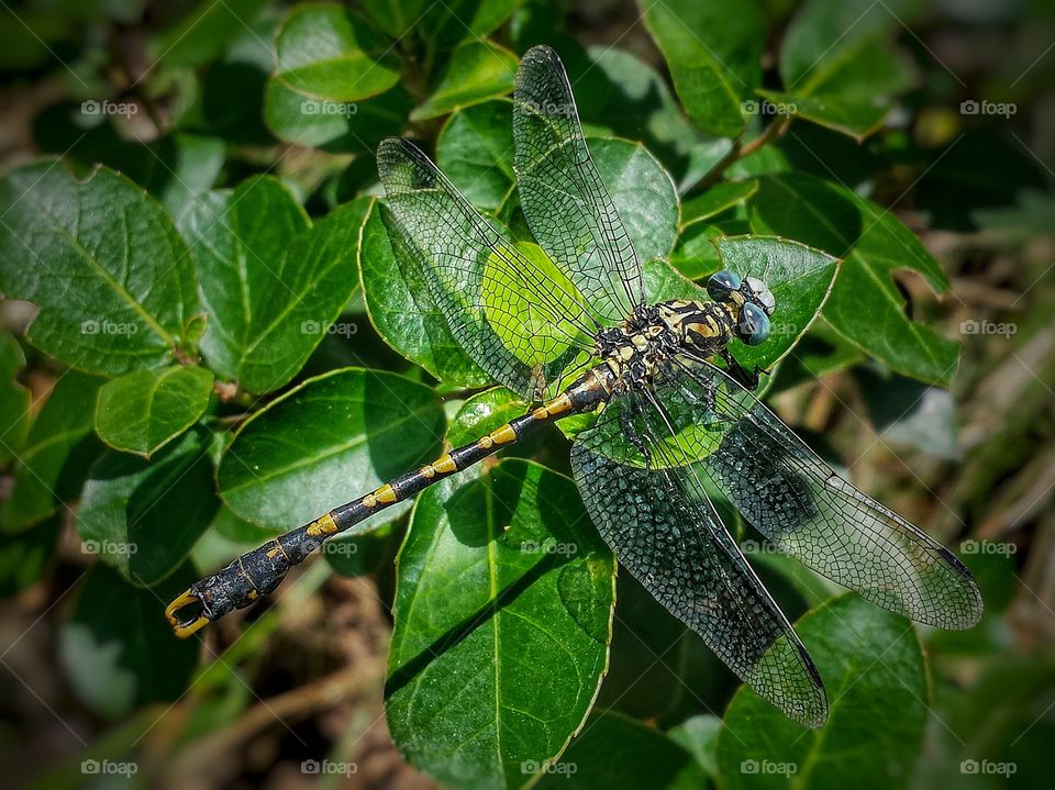 Dragonfly on leaf