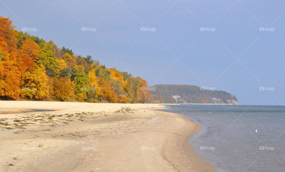 Autumn tree and beach