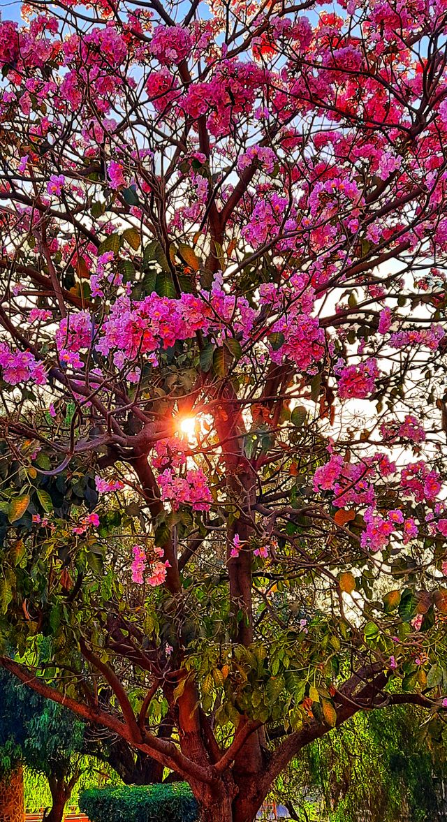 Sun through  tree pink,tree sun,pink,nature,reflection,landscape,colorful,botany,sunset,sunlight,sunshine,shining,sunrise,dawn,park,spring,summer
