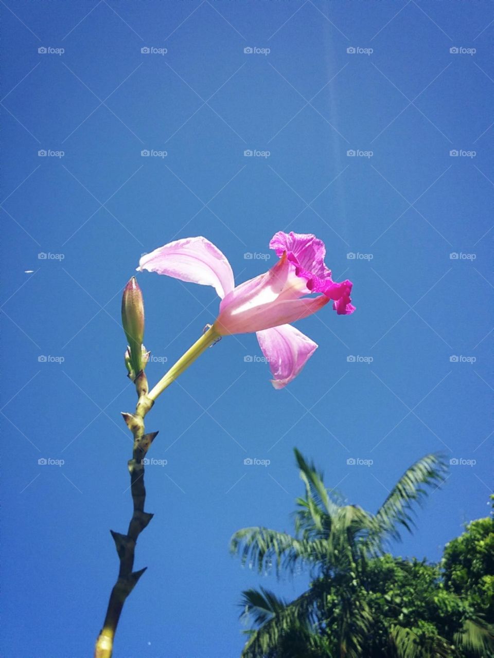 Agradecida pelo dia ensolarado.