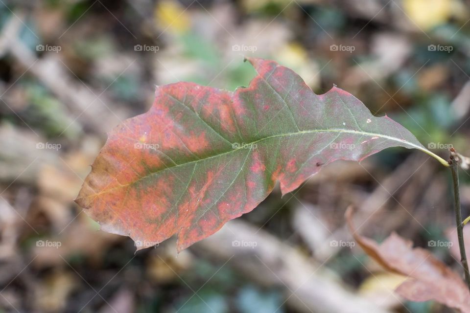 Autumn leaf