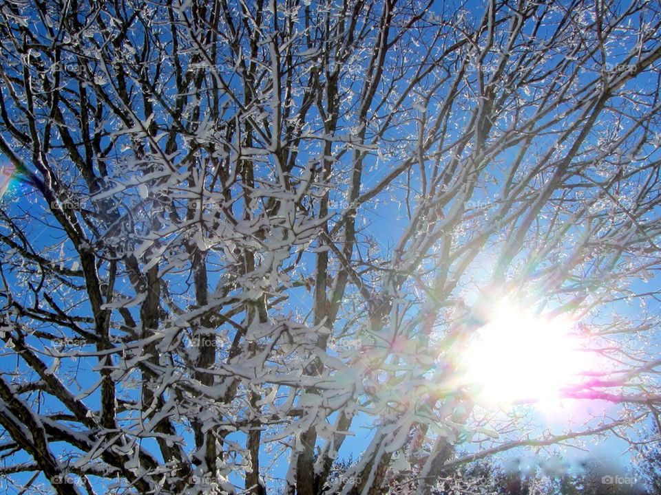 Oak Tree Encased in Ice