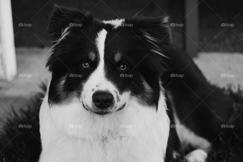 Dog, Canine, Portrait, Mammal, Cute