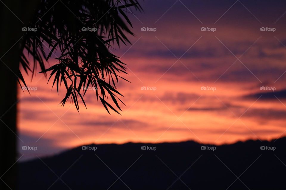 Silhouette of bamboo leaves with beautiful calming sunset