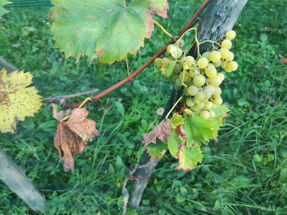 White grapes Aurora